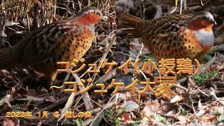 コジュケイ（鳴き声入り）小綬鶏  ～コジュケイ　大家族～２０２３年1月　冬　癒しの森．．．