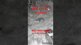 トレイルカメラに映ったノウサギ 🐇(Wild rabbit caught on trail camera 🐇) 2022/02/01 #野ウサギ