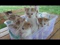 Kittens meowing (too much cuteness) Kittens meowing (too much cuteness)