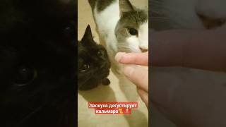 Кошка Ласкуха впервые пробует кальмара. Босян не оценил делиКОТЕс #кошачьяжизнь #catshorts #котики