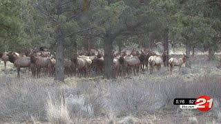 Poaching 2020 Oregon