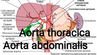 Aorta thoracica. Aorta abdominalis. (Aorta descendens)