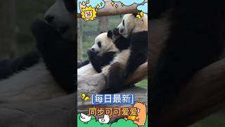 [每日最新]🥰同步可可爱爱！🐼渝可渝爱 #大熊猫 #my cute panda