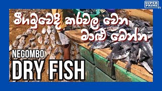 මීගමුවේ කරවල වේලන විදිහ බලමුද😱 | Negombo business | Sri lanka