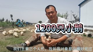 农村果哥养1200只小鹅，养鹅也讲技术，一不小心就压死10来只