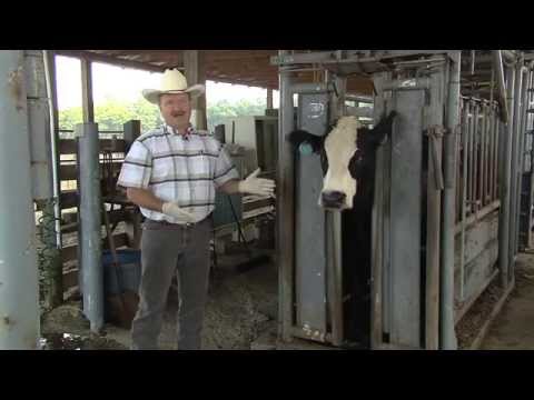 Controlling Flies On Cattle Controlling Flies On Cattle