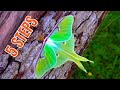 Luna Moth Care: BREEDING TUTORIAL [5 Steps!!] /  Actias luna