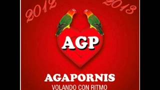 Agapornis (AGP) 2012 Mix en Vivo!