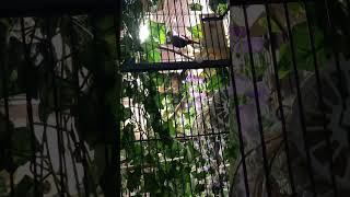 Lavender waxbill mating display hopping with string in beak