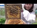 how to harvest honey. traditional way of beekeeping in japan apis cerana japonica.