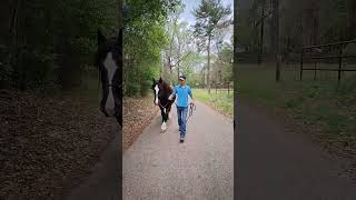 He got startled by a mailbox lol #horse