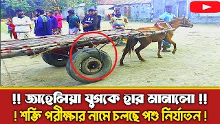 ঘোড়ার শক্তি পরীক্ষার নামে চলছে পশু নির্যাতন | চোখে পানি চলে আসলো করুন দৃশ্য দেখে|