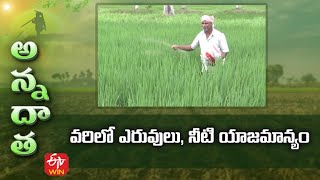 వరిలో మందులు, నీటి యాజమాన్యం | రబీ వరిలో ఎరువులు \u0026 నీటి నిర్వహణ | ఈటీవీ తెలుగు