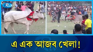 নবাবগঞ্জে ঐতিহ্যবাহী গরুর রশি ছেড়া দৌড় প্রতিযোগিতা | Nawabganj | Rtv News