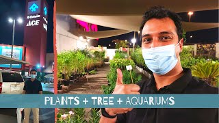 Garden set up Aquarium Plants Tree Collection buying in Dubai at ACE Festival City with prices