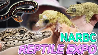 REPTILE EXPO in Schaumburg IL! (NARBC 🦎)