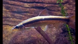 ムギツク　Striped shiner　Pungtungia herzi