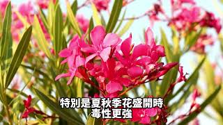 台灣常見有毒植物知識【夾竹桃】知識百科 - 地球題庫小學堂