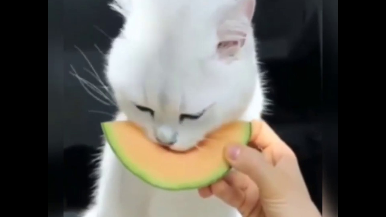 Funny Pet S Compilation 7 Youtube