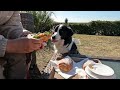 the dog always needs a cafe break during a walk rescued border collie 4th year