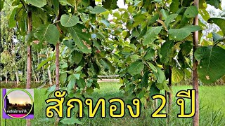 สักทอง 2 ปีโตแค่ไหน