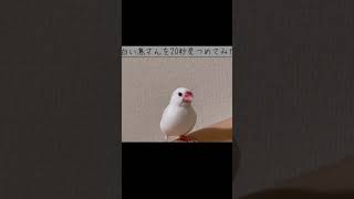 白い鳥さんを20秒見つめてみた#shorts #birds #javasparrow #文鳥 #かわいい