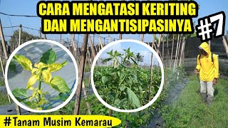 CARA PULIHKAN DAUN KERITING PADA TANAMAN CABE CARA MENANAM CABE