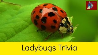 Ladybugs: Fun Facts and Trivia