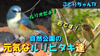 12月初旬の自然公園では大人のルリビタキ♂と若者のルリビタキ♂(？)が元気でした！【ことりちゃんTV☆野鳥たちの物語】