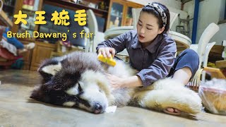 The weather is hot, let's groom Dawang's fur | 天气热了，给大王梳梳毛【阿盆姐家的大王】