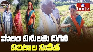 Paritala Sunitha Working Like Farmer In Groundnut Farm | Venkatapuram | Anantapur | hmtv