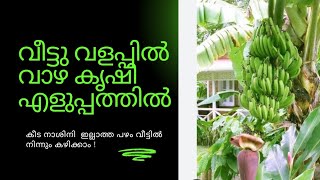 വീട്ടു വളപ്പിൽ എളുപ്പം കൃഷി  ചെയ്യാവുന്ന വാഴ ഇനങ്ങൾ #vazhakrishi