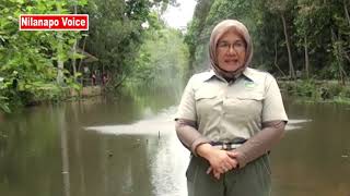 IKAN ARWANA ARAPAIMAGIGAS MAMPU MERAMAL NASIB SESEORANGHANYA DI HUTAN WISATA MATAKUCING BATAM