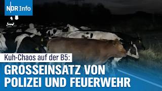 Kuh-Chaos auf der B5: 100 Rinder verursachen Vollsperrung im Norden | NDR Info