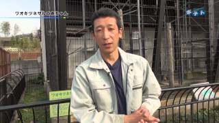 旭山動物園情報「ワオキツネザルの赤ちゃん」(2015年5月9日放送)