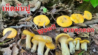 เก็บเห็ดมันปูฝรั่ง เห็ดเหลืองสวยๆ ป่าอเมริกา นิวยอร์คแห้งแล้วพอได้กิน Chanterelle mushrooms ep.11