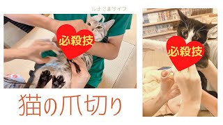 猫の爪切り～抱っこできない暴れる猫の爪の切り方！我が家はこう！～【猫動画】