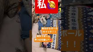 【いつものウラン】最近ボールキャッチがすごい上手くなってきてるウラン🐶私の足に挟まれながらもキャッチできてました🥰✨#シュナウザーとの日常