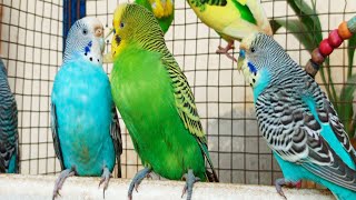 3 Hours of Happy Budgies Singing | Relaxing Parakeet Sounds for a Joyful Atmosphere