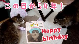 うちの子記念日＆お誕生日！あの日から４年が経ちました！【うちの子４にゃんず】