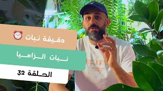 دقيقة نبات |٣٢| طرق العناية بنبات الزاميا Zz plant | care tips