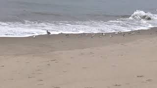 Sandpipers and Sanderlings running and being cute