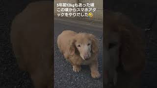 【ポン太18歳の日常】＃18歳6ヶ月＃メラノーマ＃ミニチュアダックスフンド＃シニア犬＃老犬＃dog