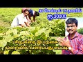 சிறுகீரை இயற்கை முறையில் வளர்ப்பது எப்படி | siru keerai valarpu in tamil | Village thamizha village