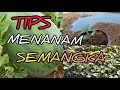 CARA MENANAM SEMANGKA DI MUSIM PENGHUJAN