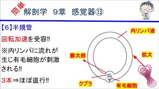 簡単解剖学　９章　感覚器⑬(半規管)