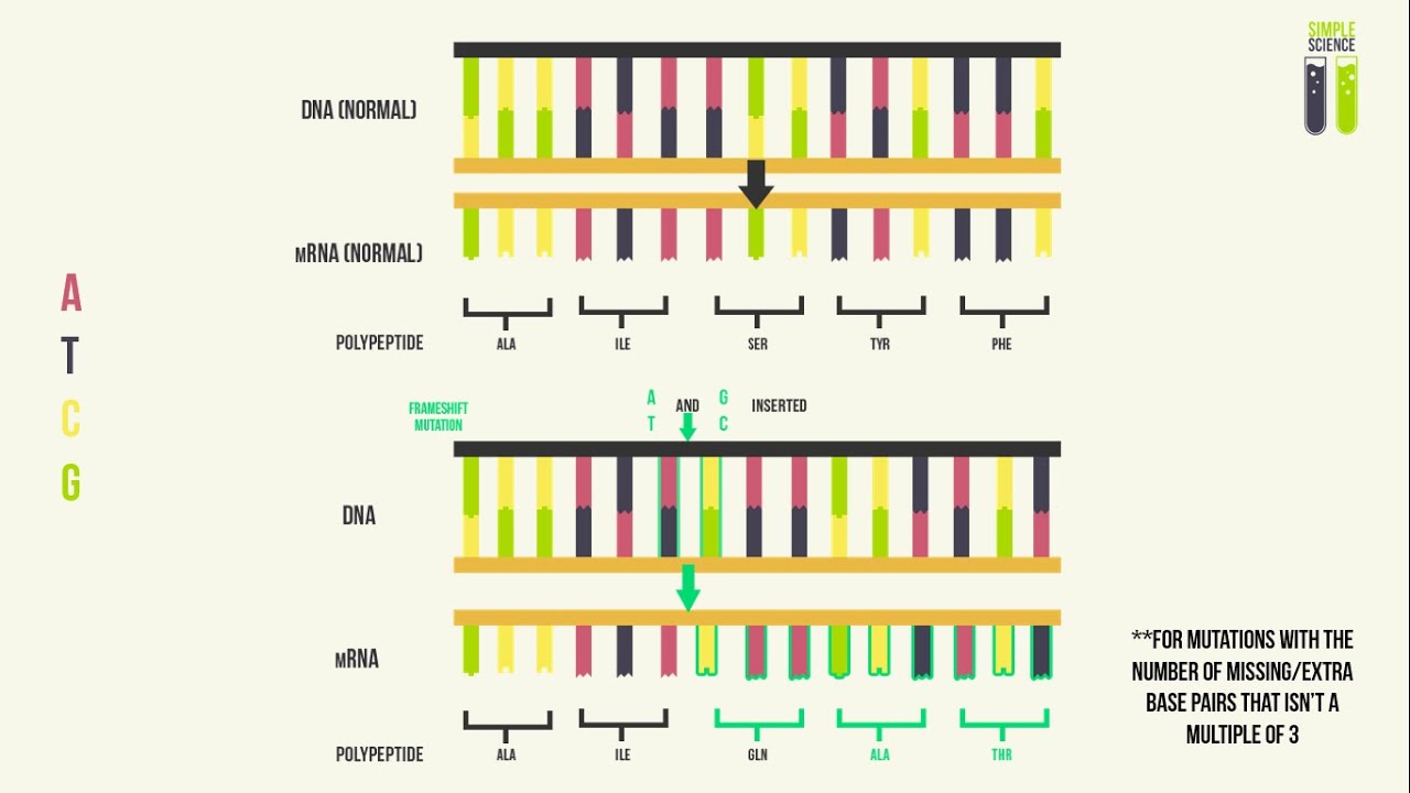 Genetic Mutations - Part 1 - Base Pair Substitutions, Insertions ...