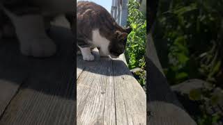 【猫島】居心地の良い場所を求めて　#shorts #猫 #cat #cats #相島