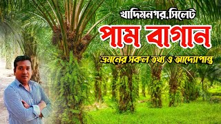 খাদিম নগর পাম বাগান সিলেট।। khadim nagor palm forest sylhet।। সিলেট ভ্রমন সিরিজ পর্বঃ ০৬