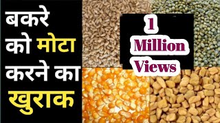 बकरे को मोटा करने का तरीका | बकरे को मोटा ताजा बनाने का खुराक | Goat feed |feed mix